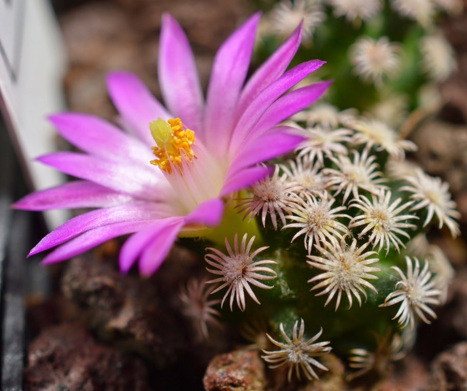Mammillaria hernandezii