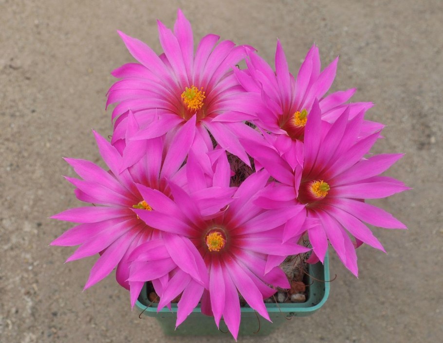 Маммиллярия guelzowiana