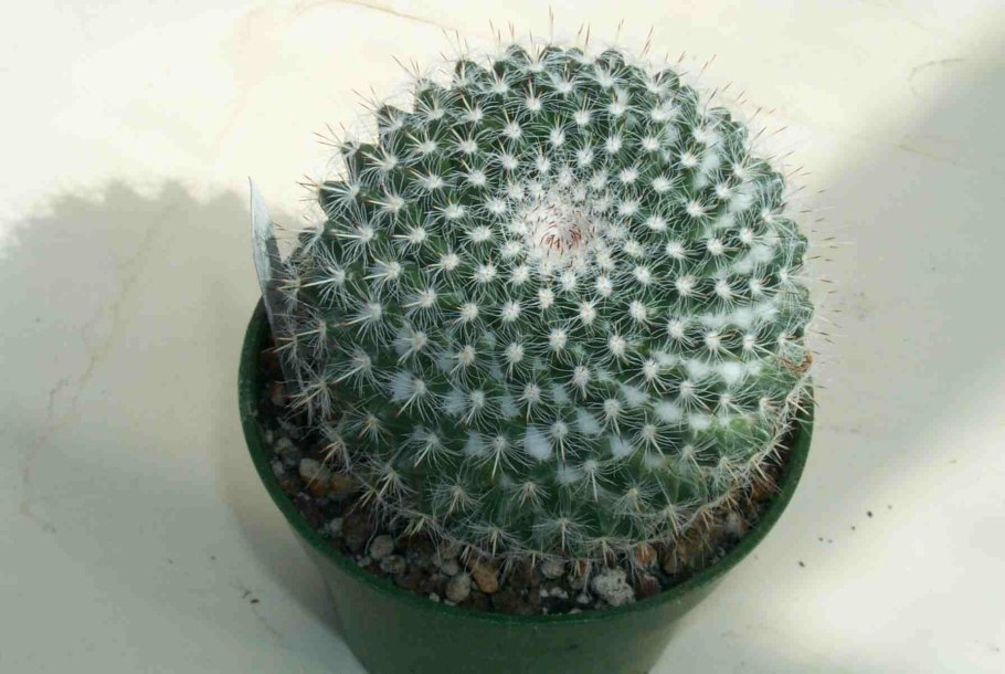 Маммиллярия бомбицина