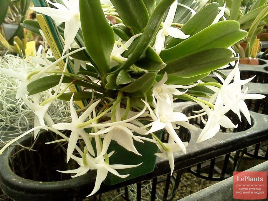 Ангрекум двухрядный