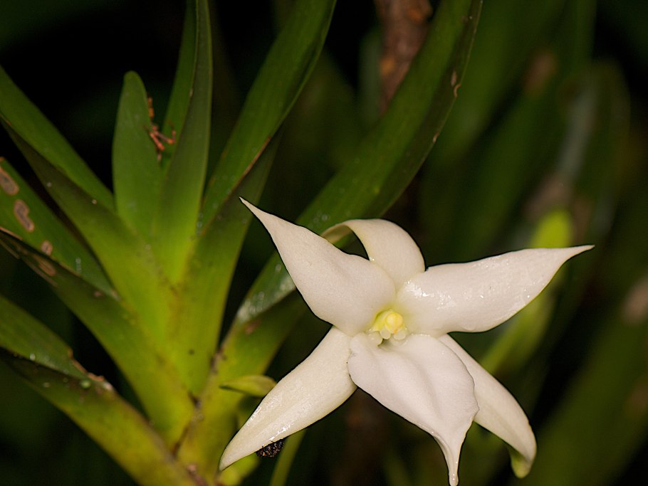 Angraecum bosseri