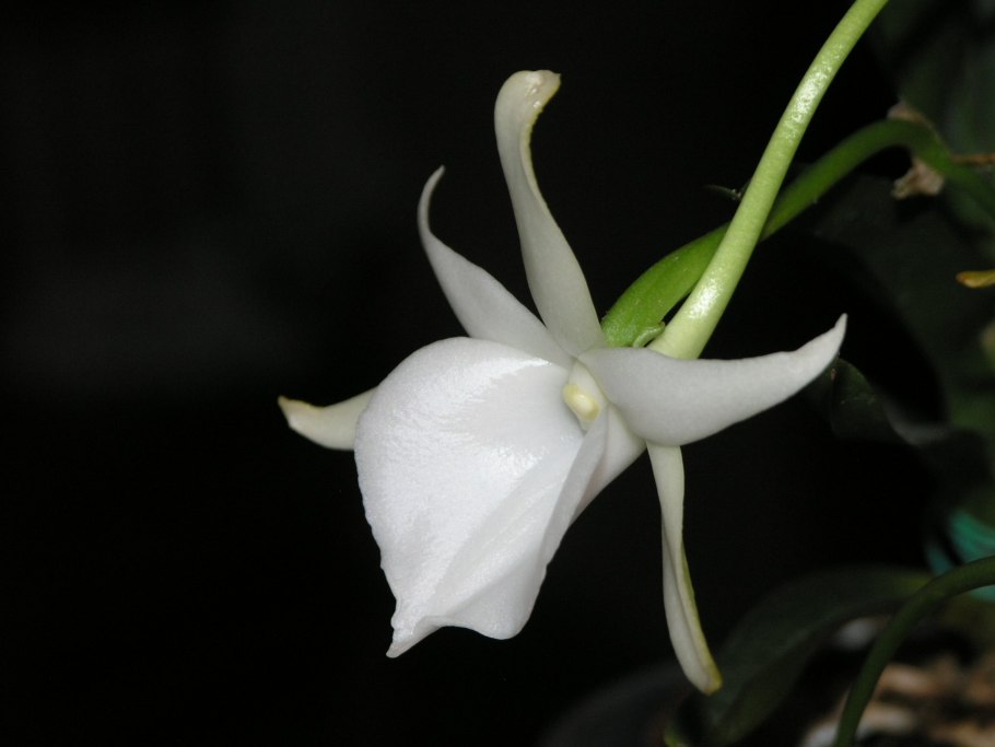 Ангрекум цветонос