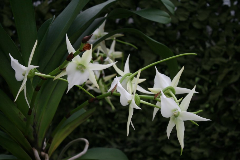 Ангрекум Орхидея