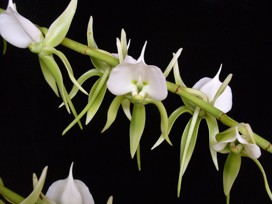 Angraecum Leonis
