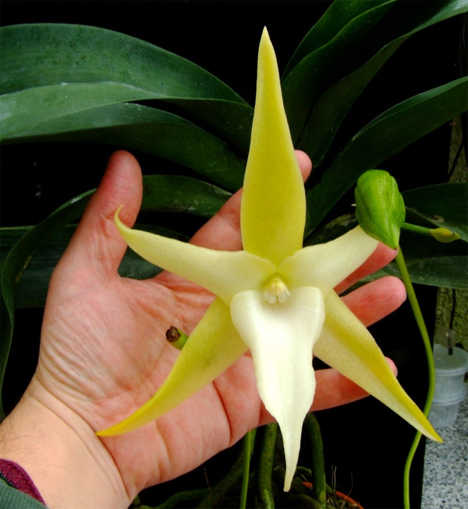 Angraecum sesquipedale