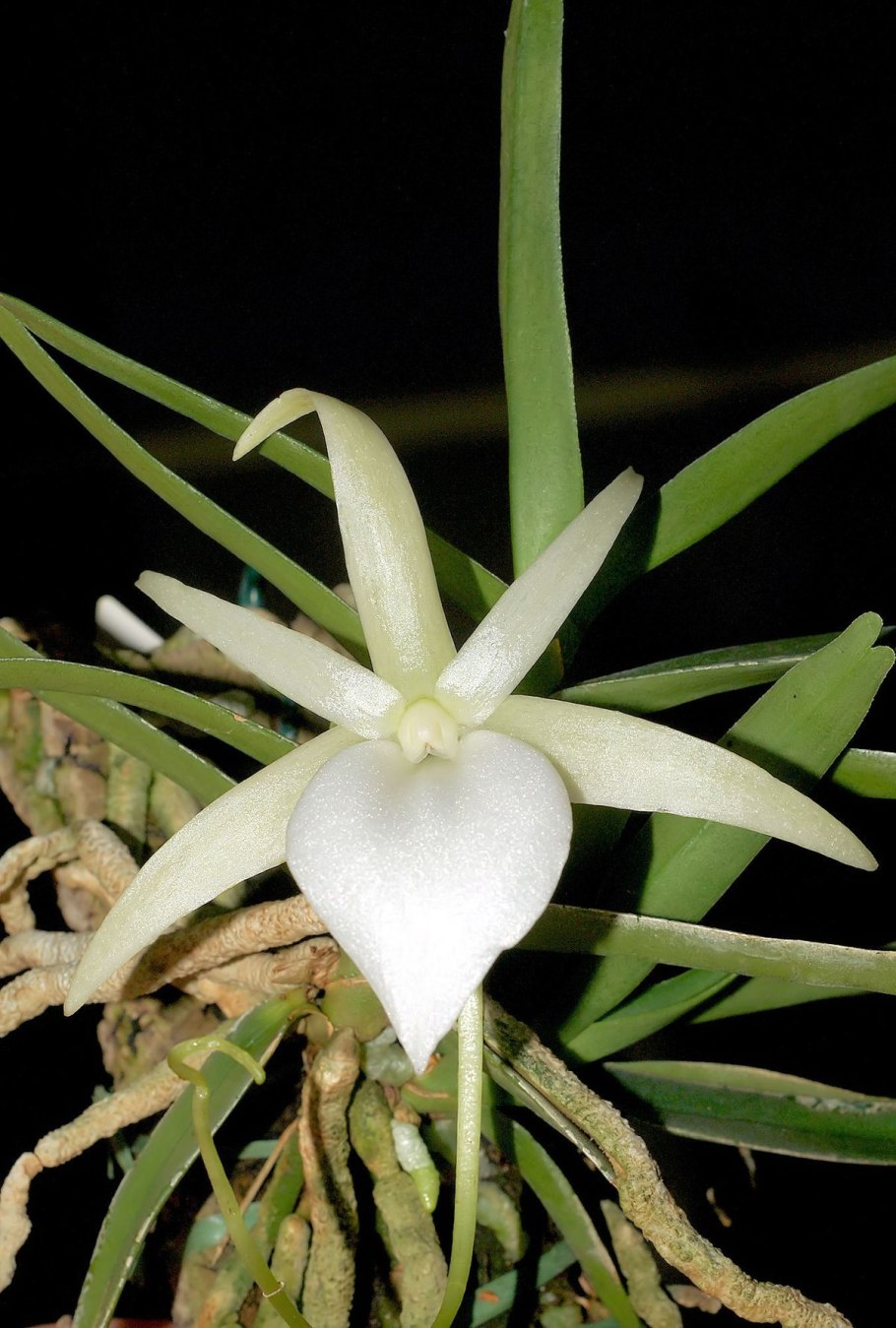 Angraecum didieri описание