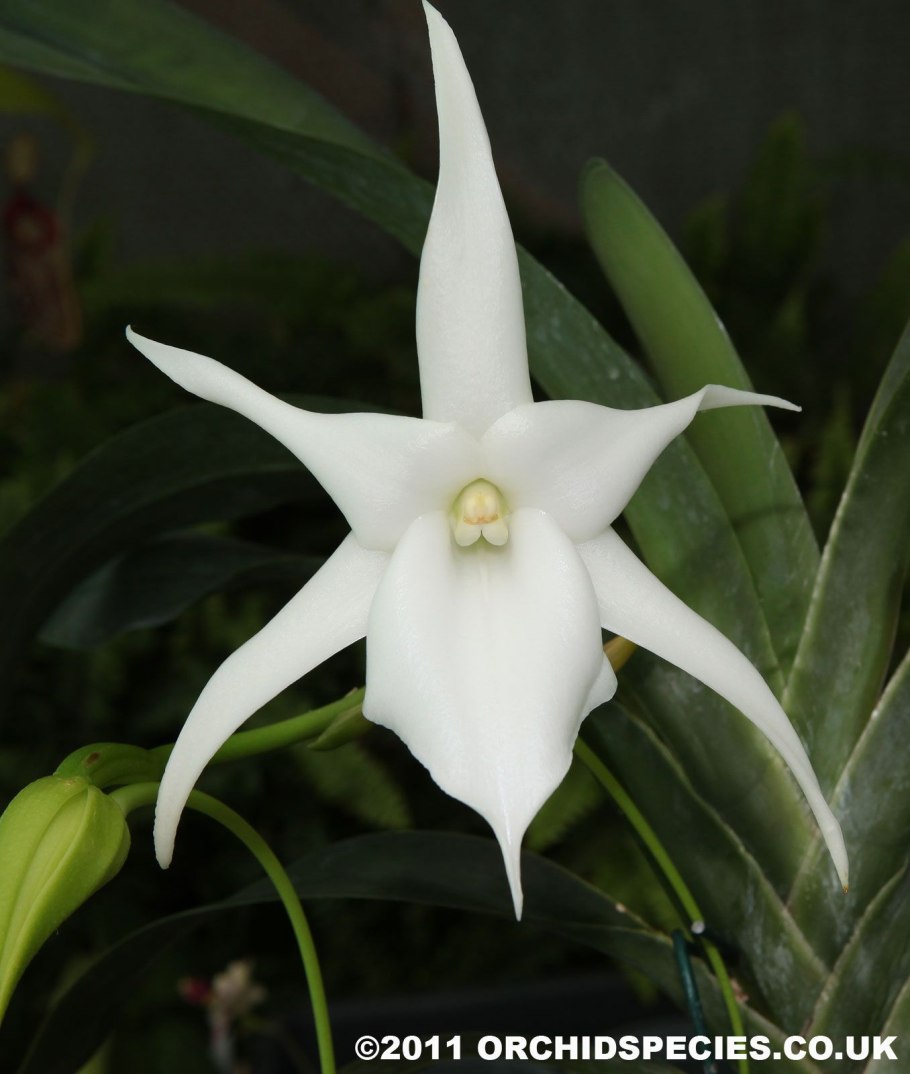 Ангрекум Боссери