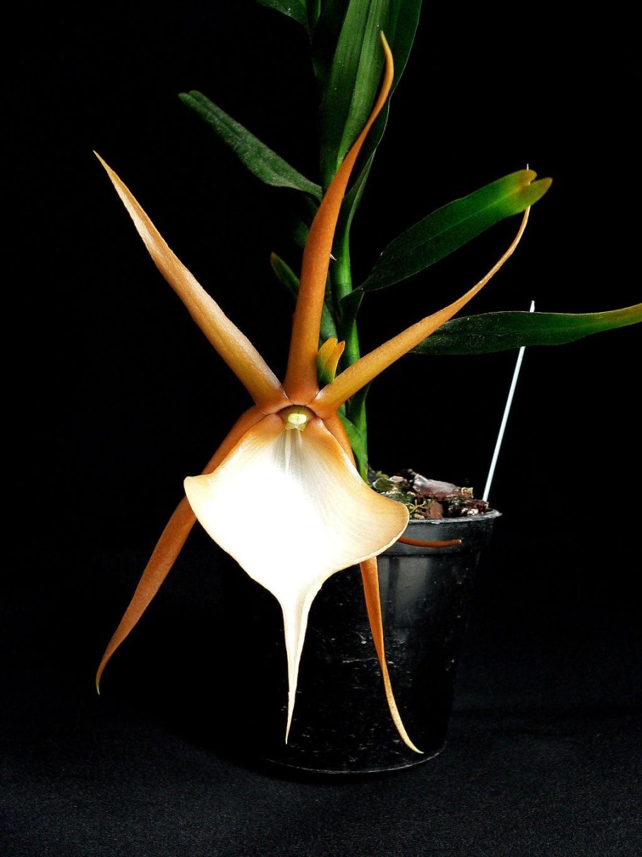 Ангрекум полуторафутовый