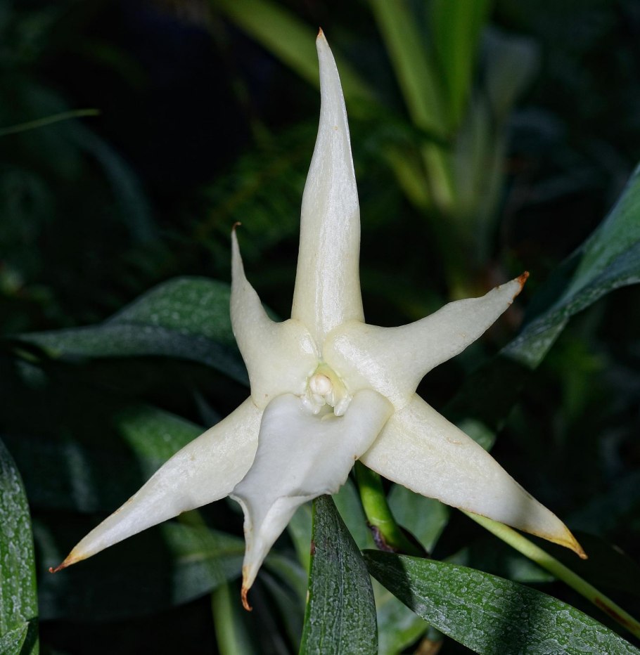 Angraecum sesquipedale