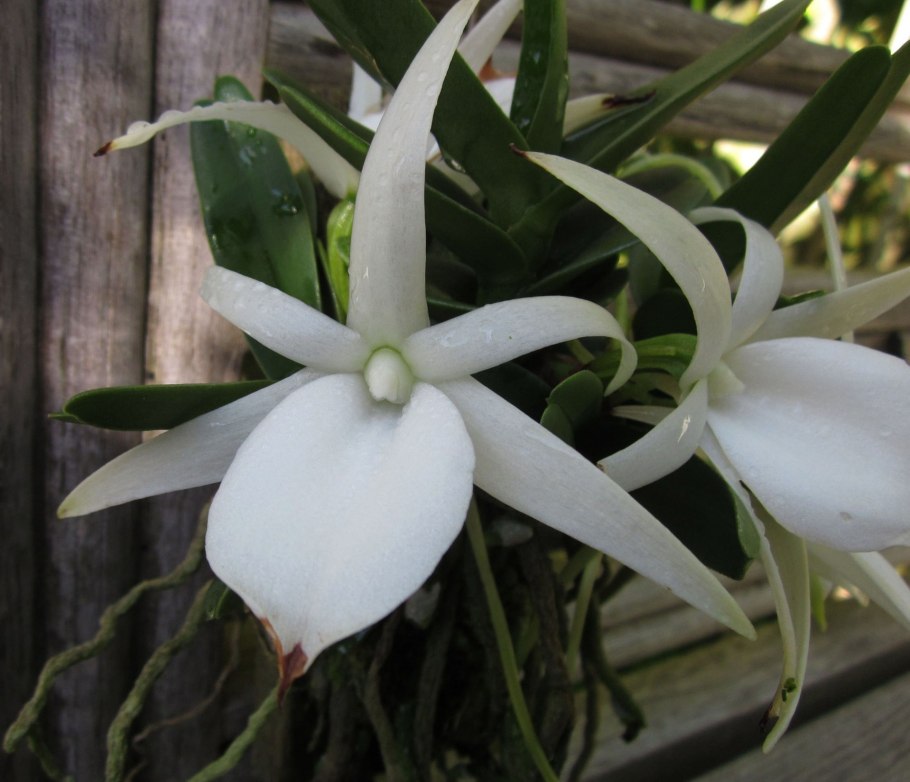 Ангрекум Орхидея