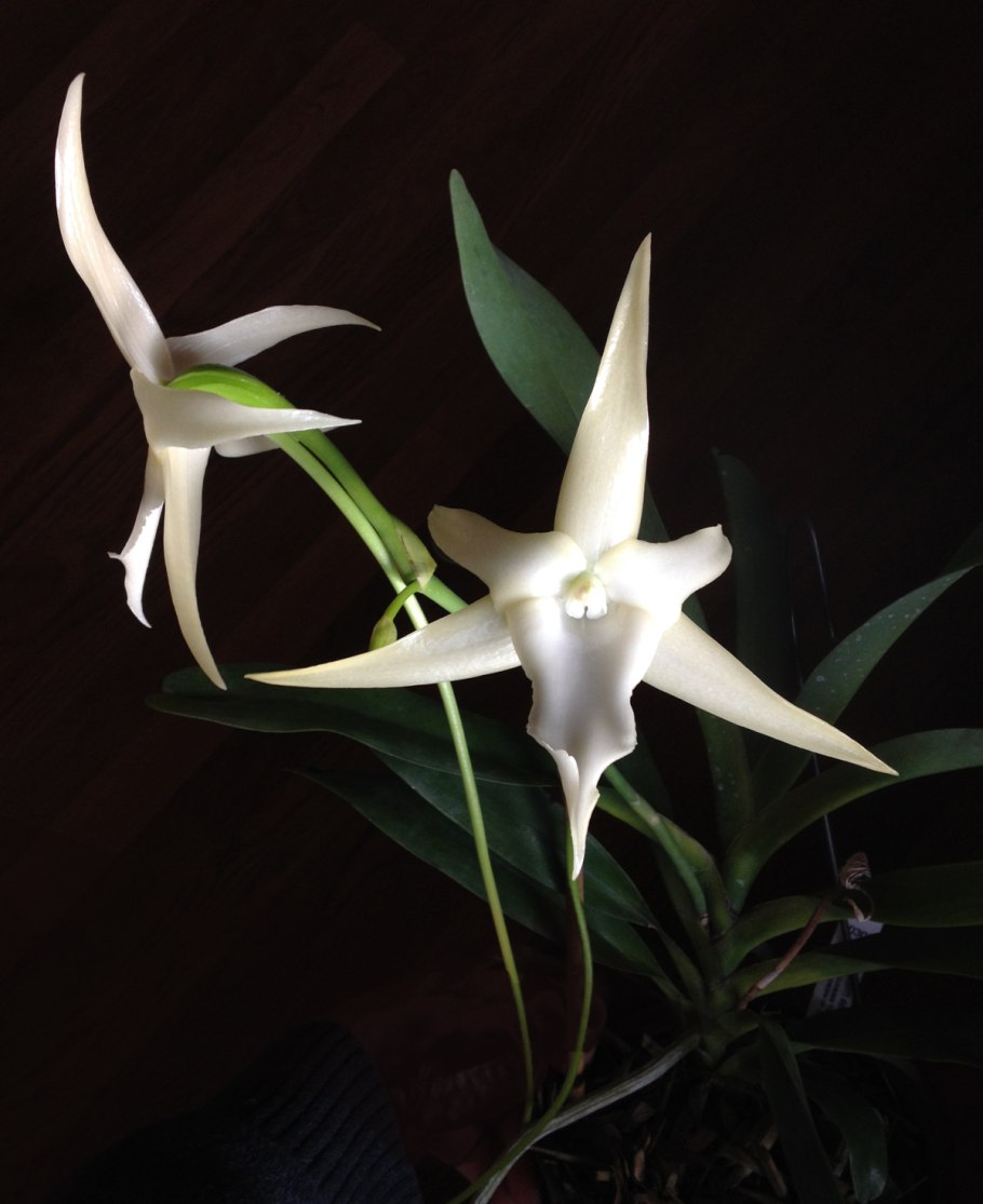 Ангрекум полуторафутовый