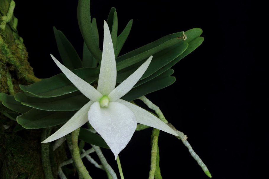 Angraecum dollii