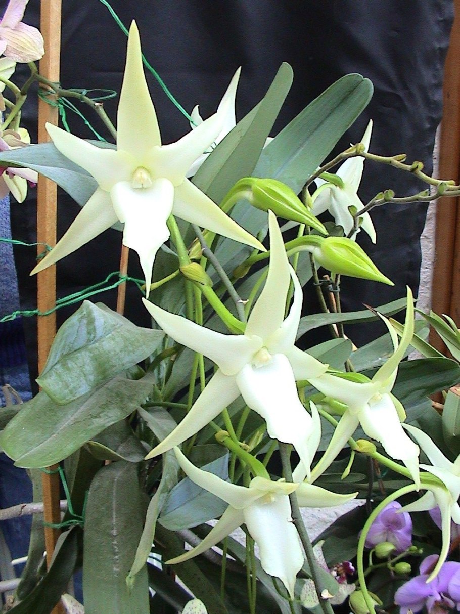 Angraecum viguieri 9.95 Coelogyne schultesii 9.95 Angraecum dollii