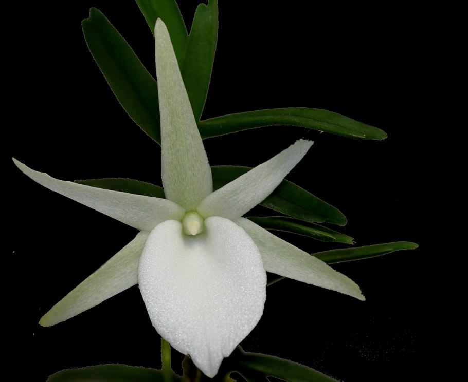 Ангрекум дидиери Орхидея