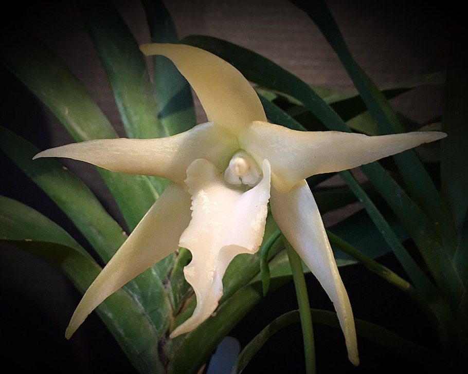 Ангрекум полуторафутовый