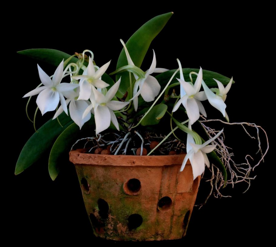 Ангрекум полуторафутовый