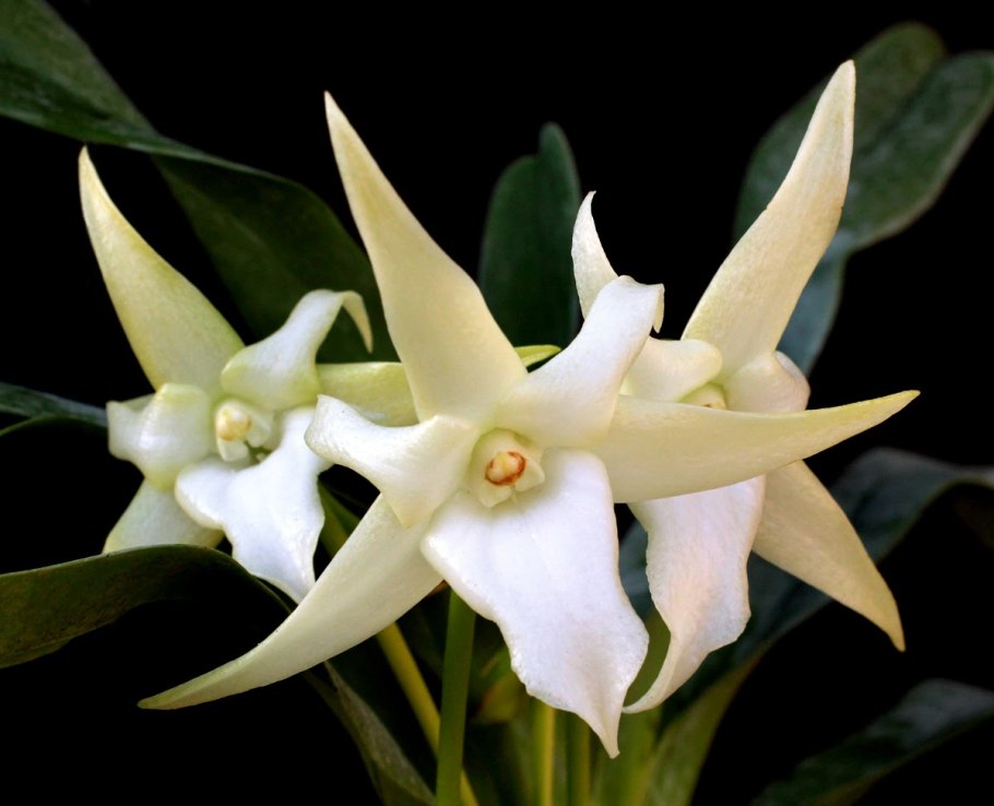 Ангрекум дидиери