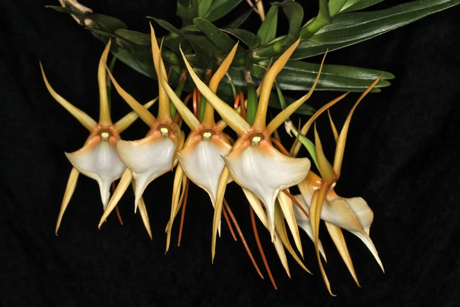 Ангрекум полуторафутовый