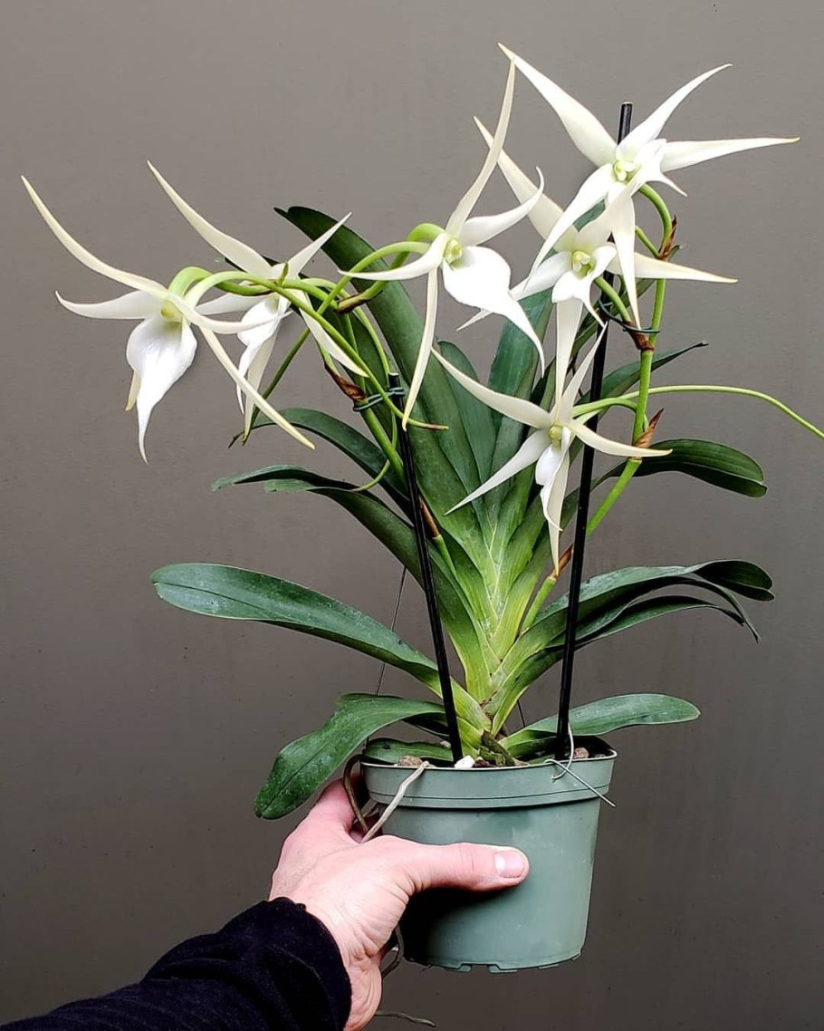 Angraecum viguieri