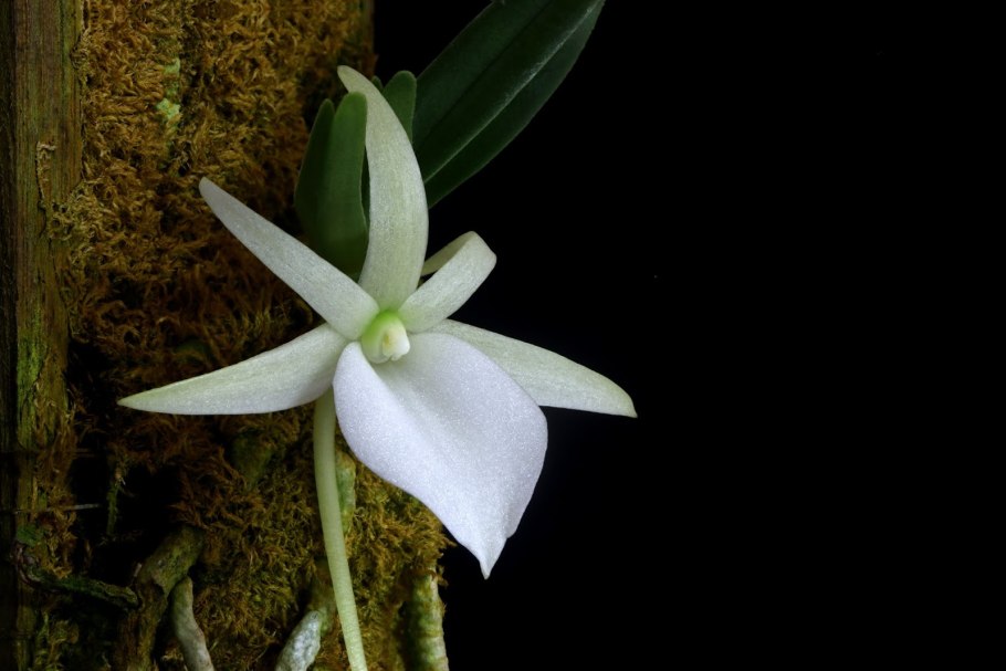Angraecum Leonis Comoro