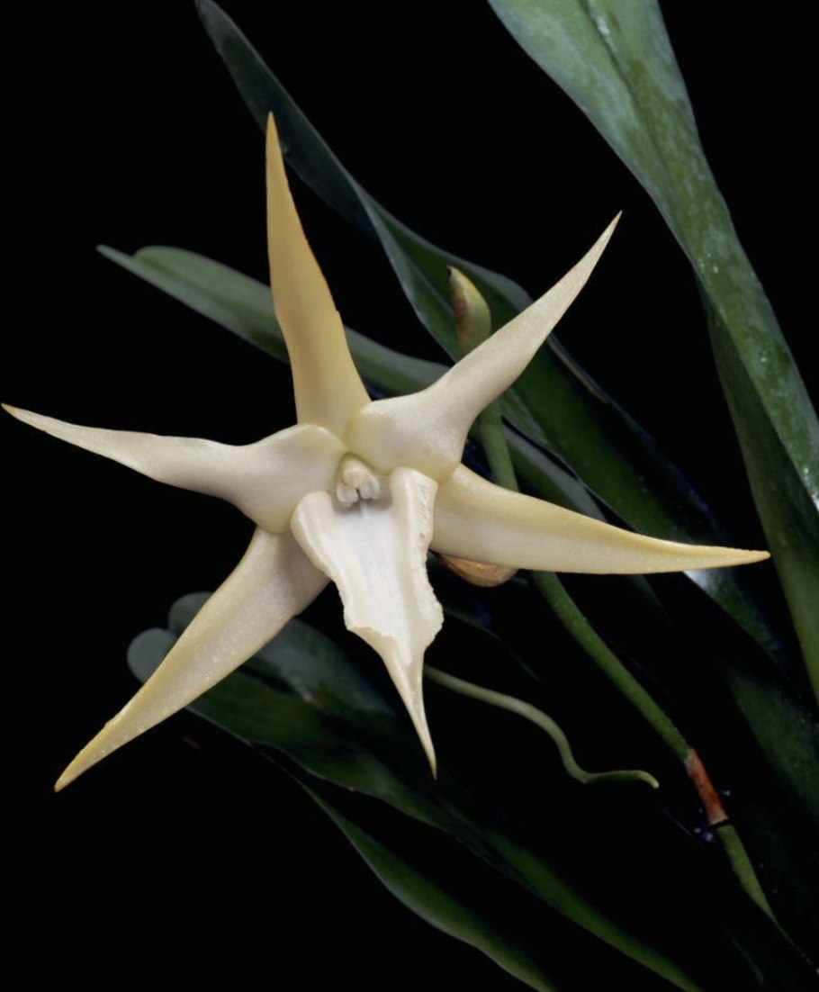 Angraecum elephantinum