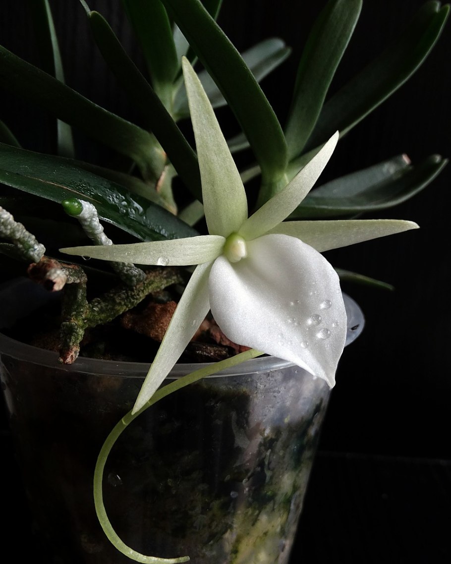 Ангрекум полуторафутовый