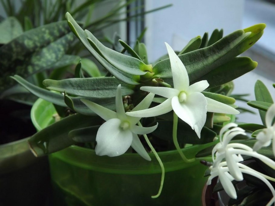 Angraecum scottianum