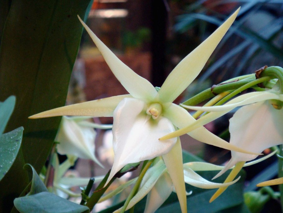 Ангрекум полуторафутовый