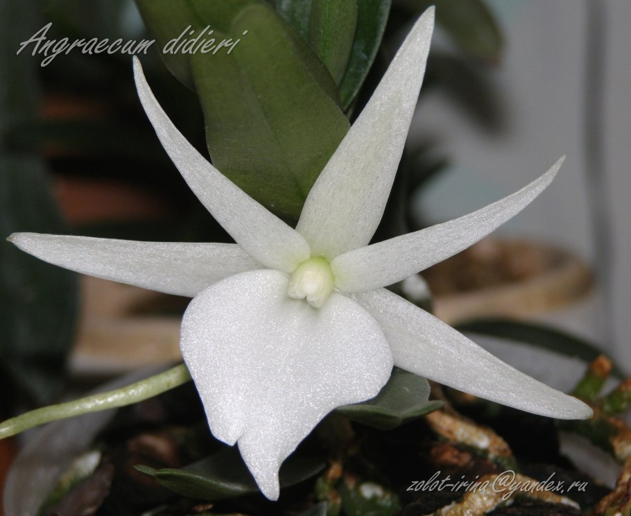 Ангрекум сескипедале