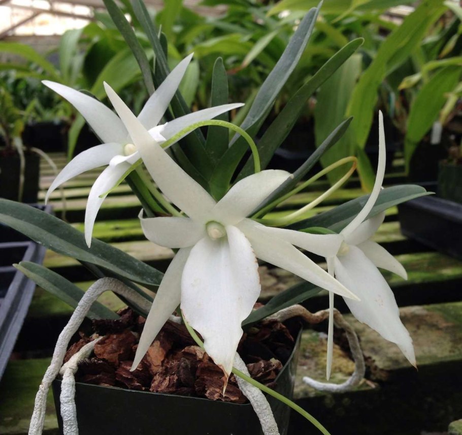 Ангрекум Орхидея