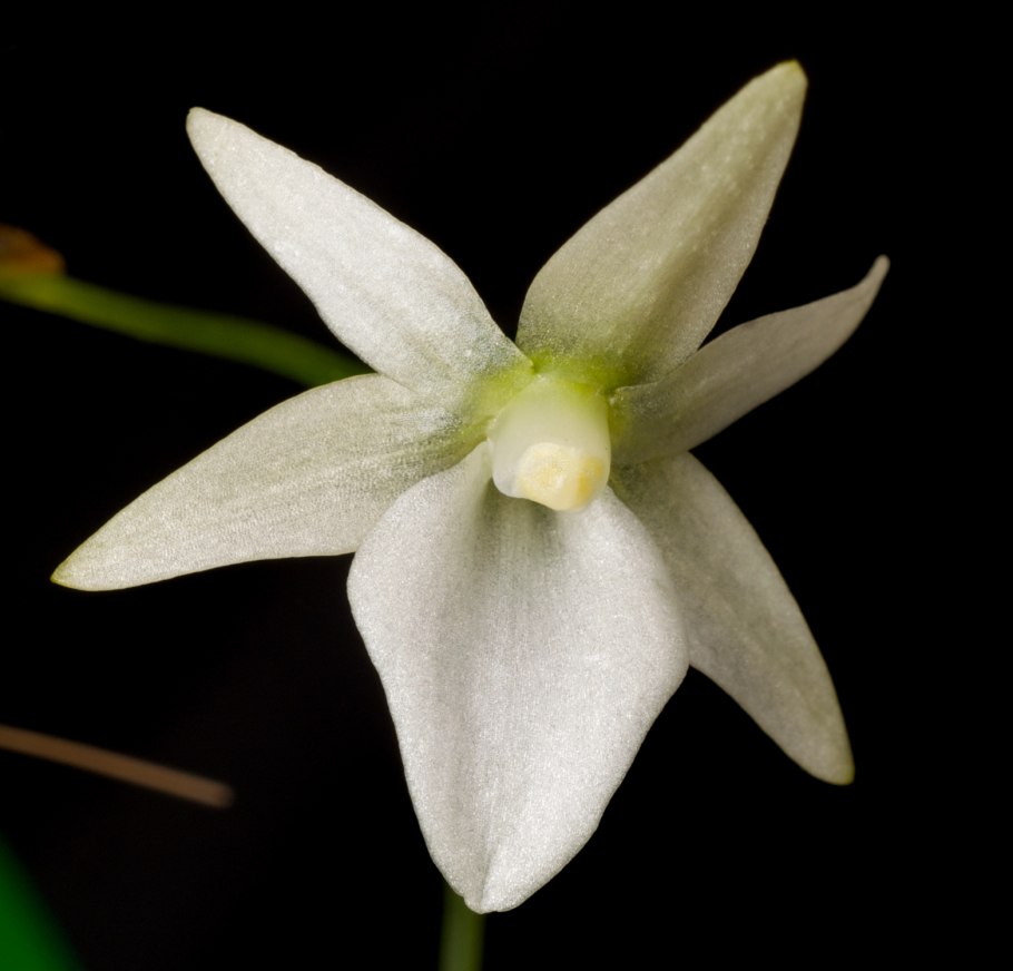 Angraecum sesquipedale