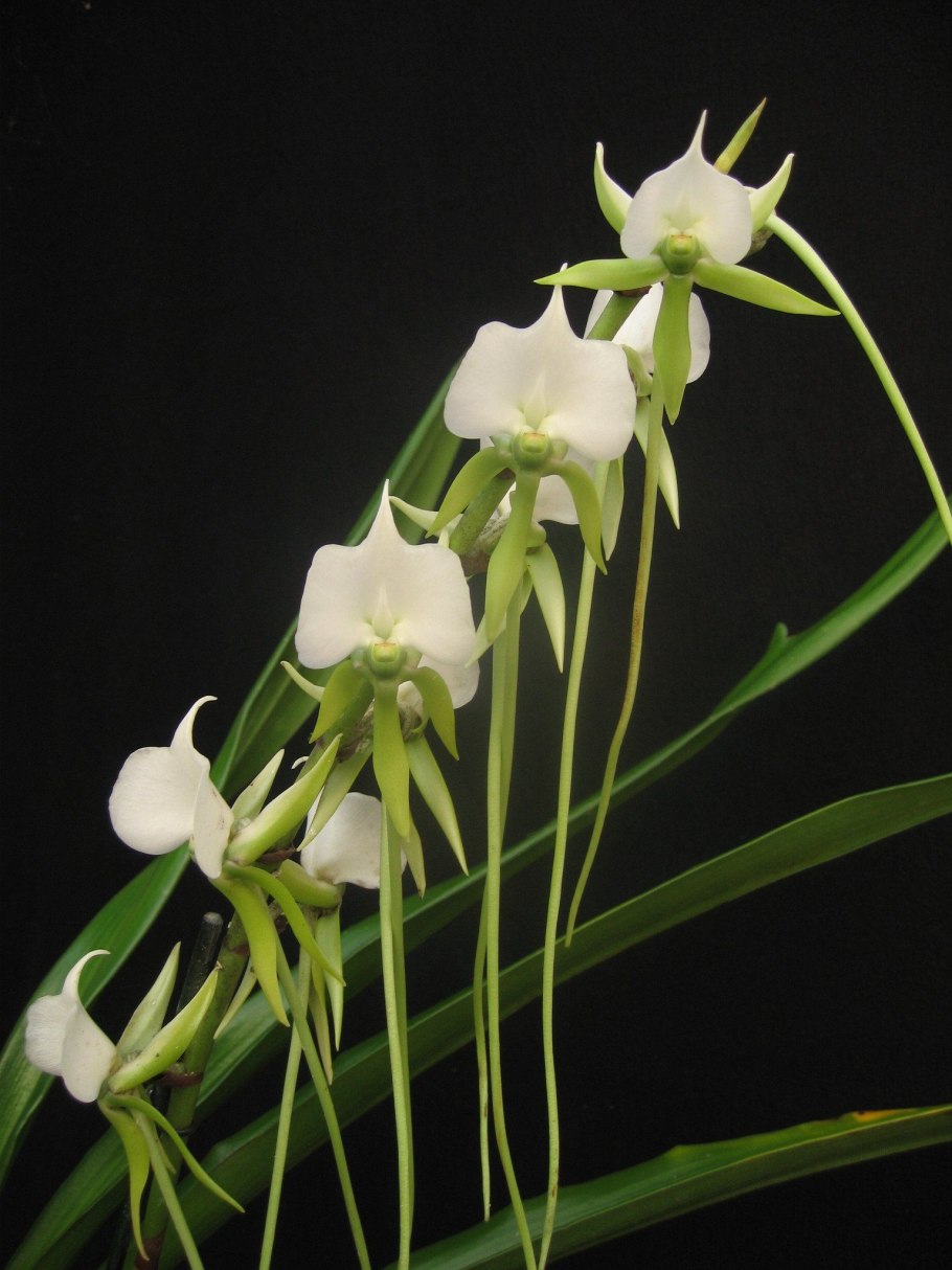 Ангрекум полуторафутовый