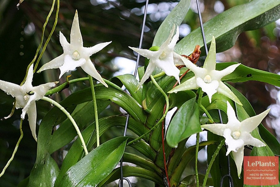 Ангрекум полуторафутовый