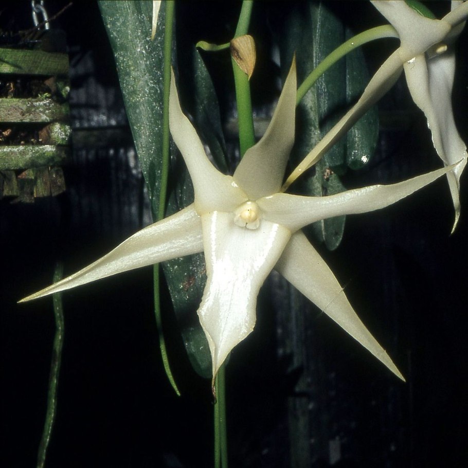 Angraecum eburneum