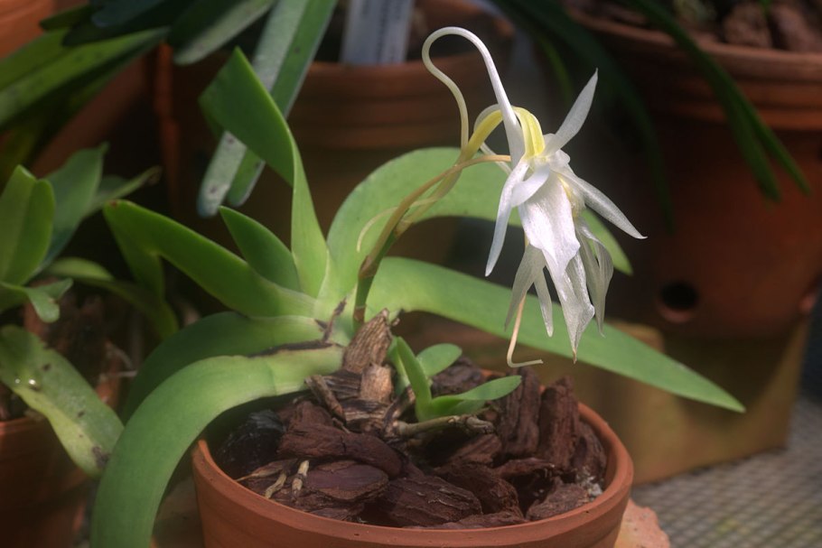 Angraecum sesquipedale фото