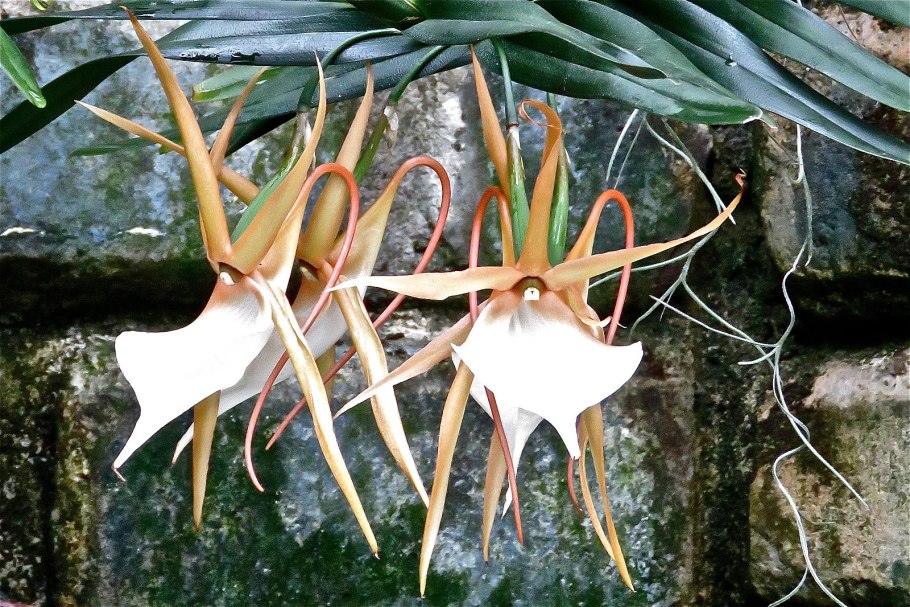 Ангрекум Компактум