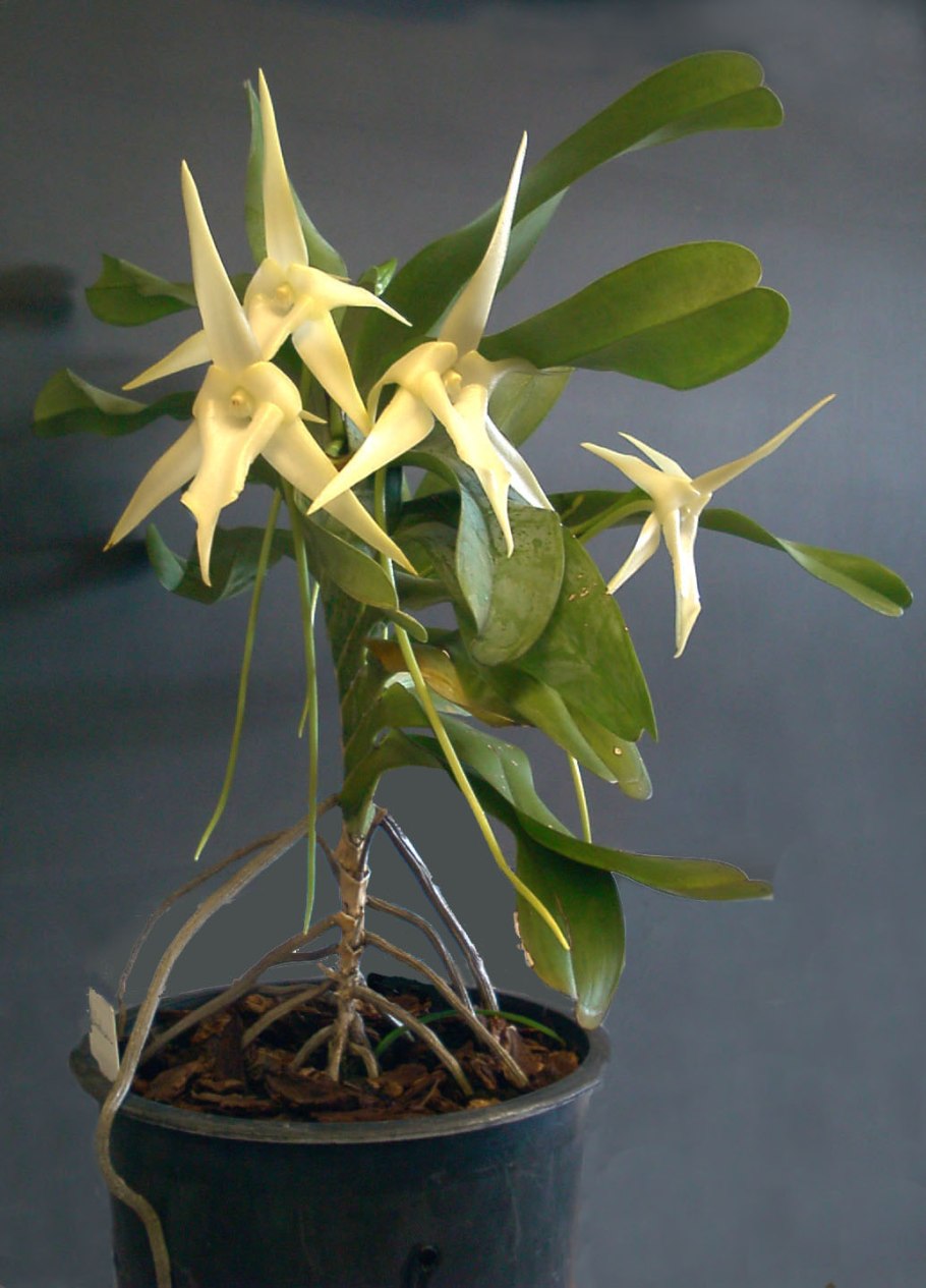 Angraecum germinyanum