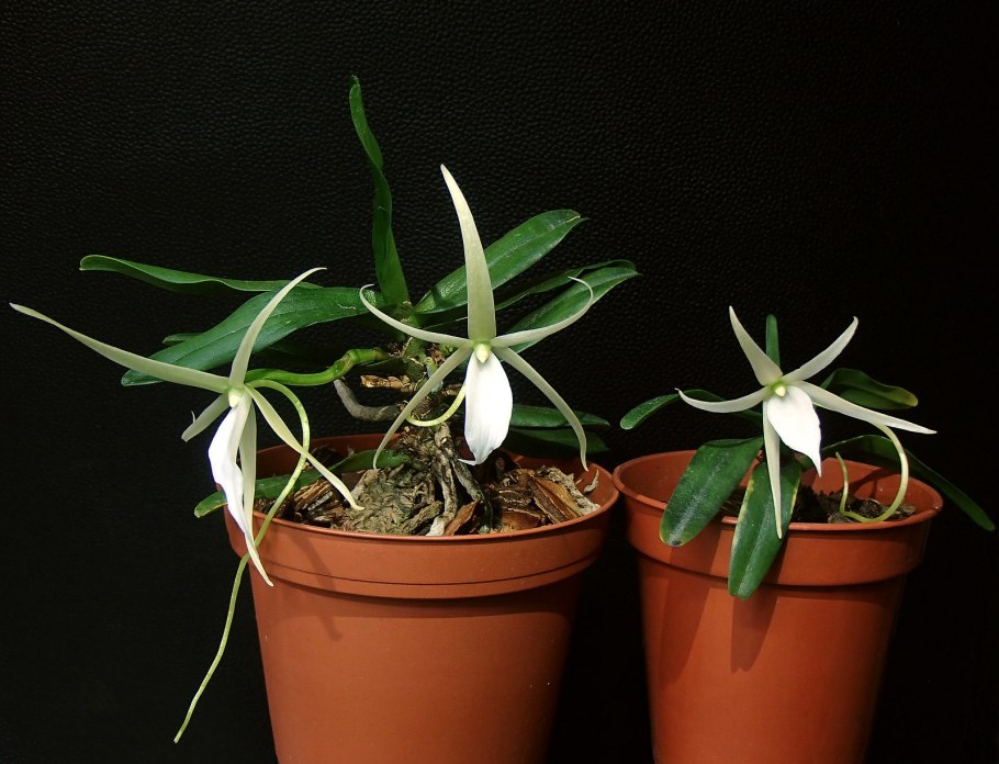 Angraecum eburneum