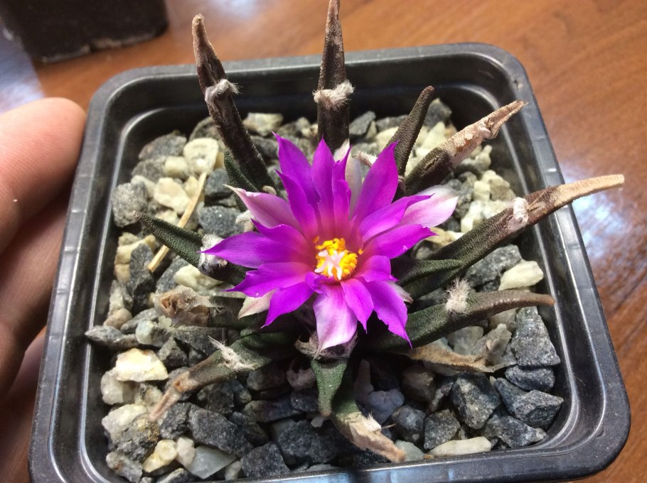 Ariocarpus Agavoides MZ 220