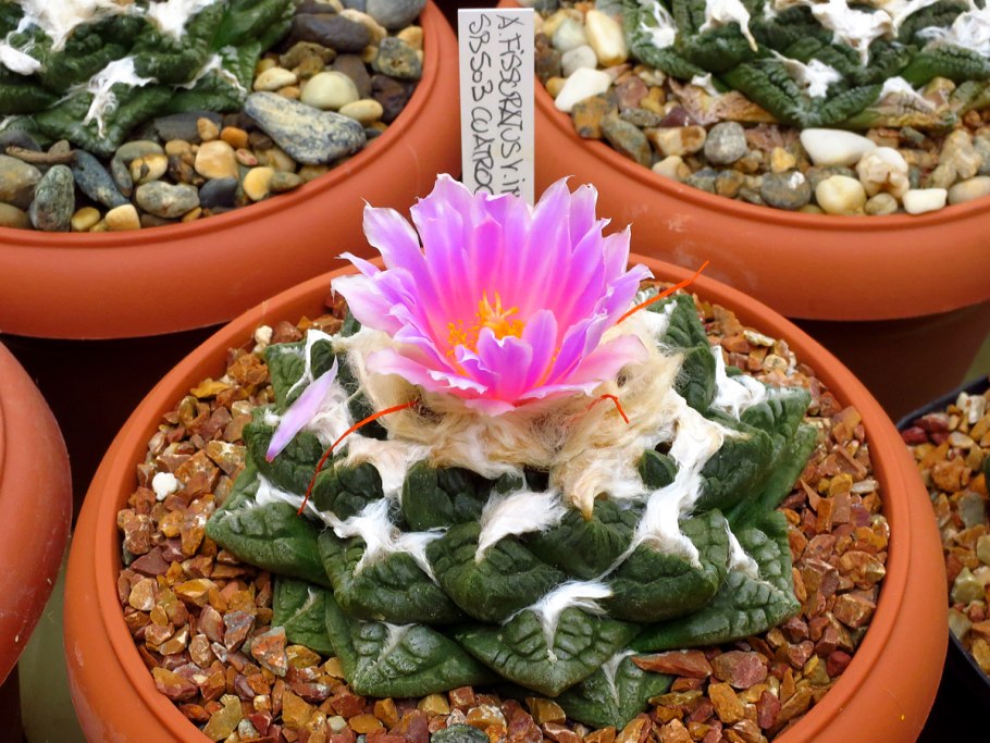 Ariocarpus fissuratus VM 248