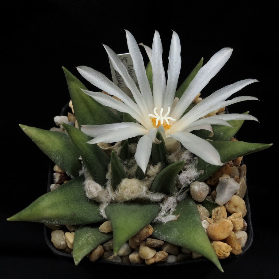 Ariocarpus trigonus