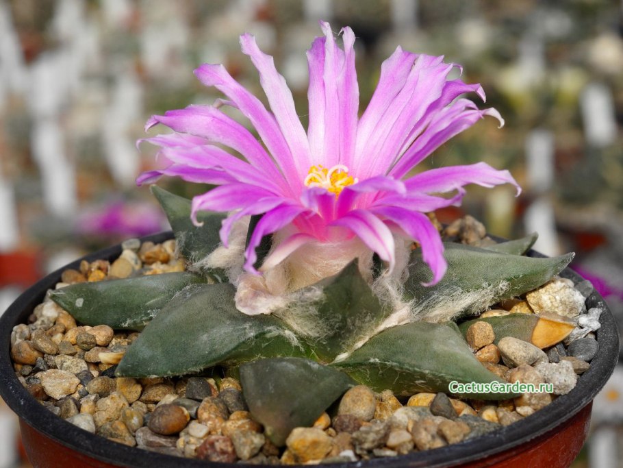 Ariocarpus confusus