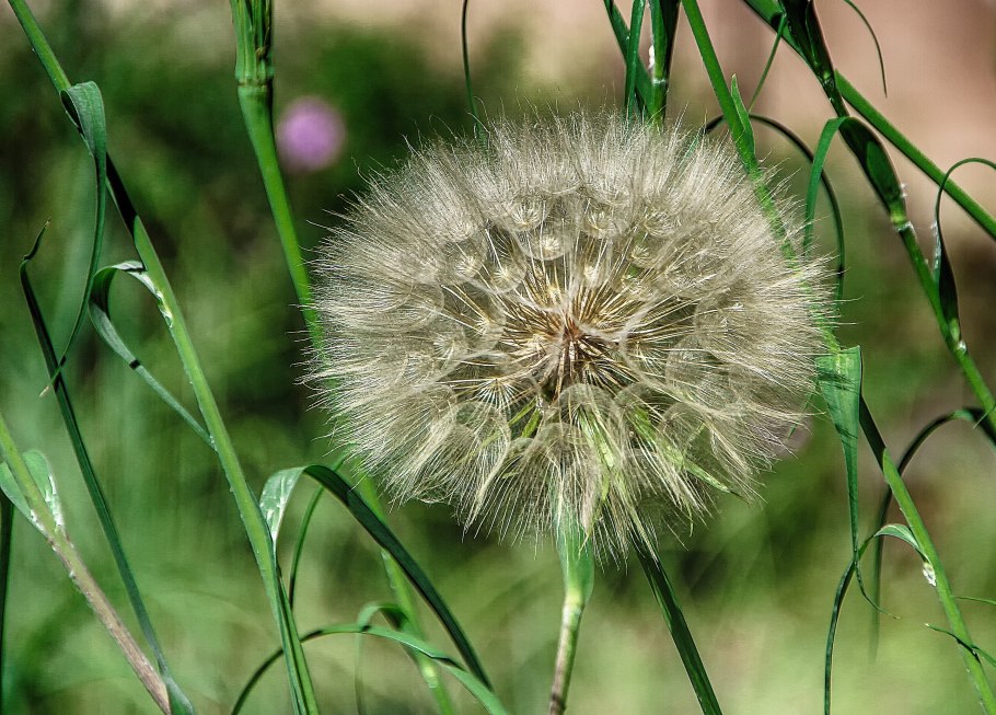 Козлобородник Луговой семена