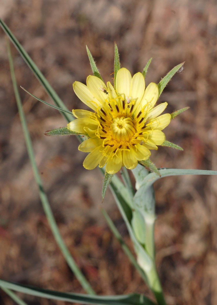 Козлобородник меловой (Tragopogon Cretaceous s.Nikitin.)