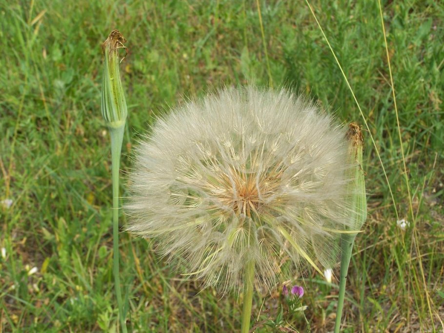 Одуванчик козлобородник