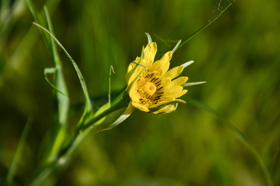 Козлобородник луговой