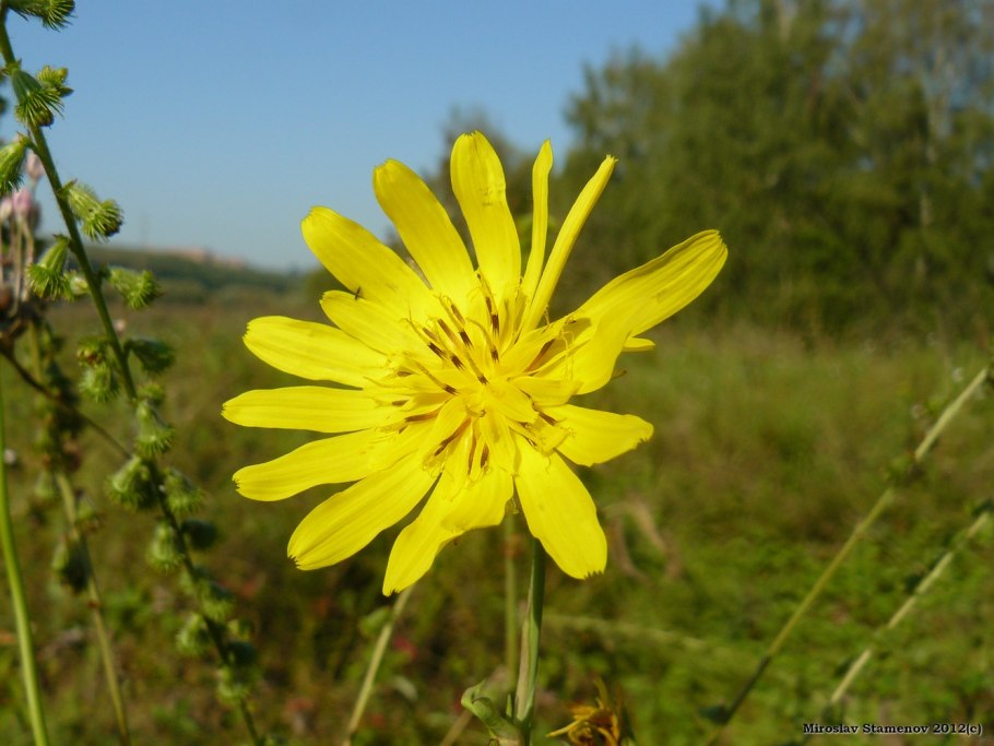 Козлобородник Луговой