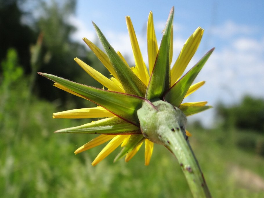 Козлобородник сомнительный Луговой