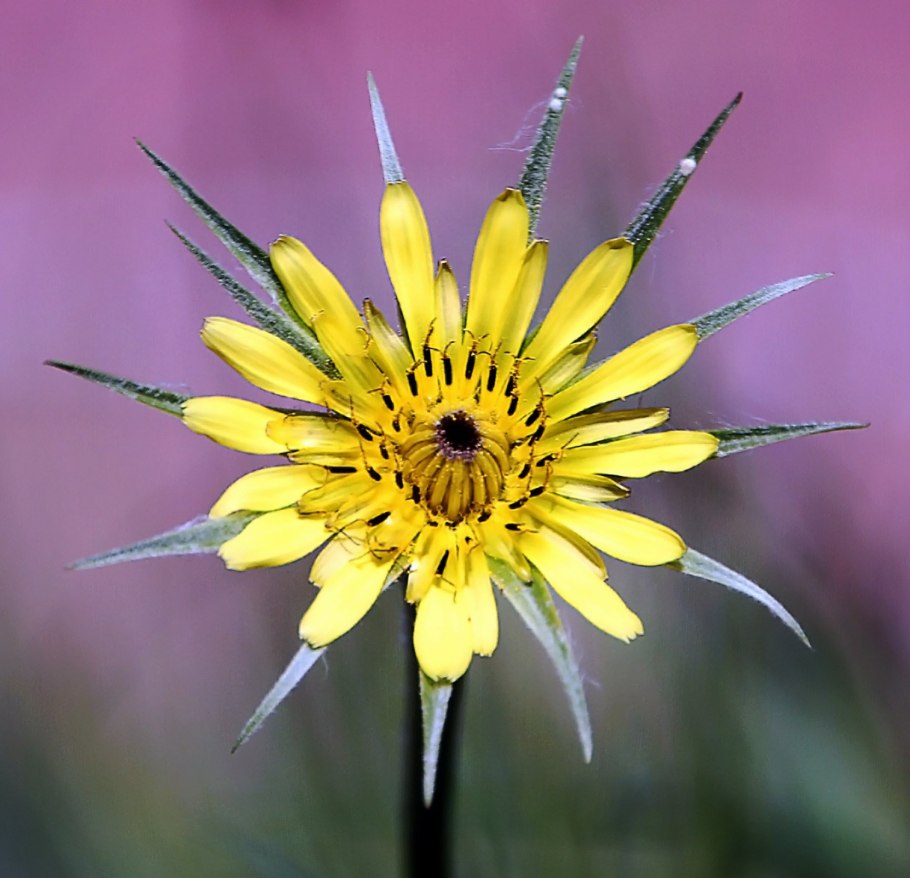 Козлобородник Луговой Tragopogon pratensis