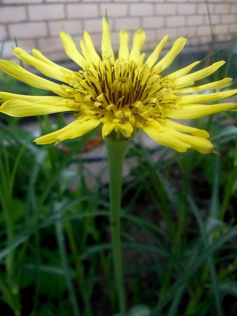 Козлобородник Луговой